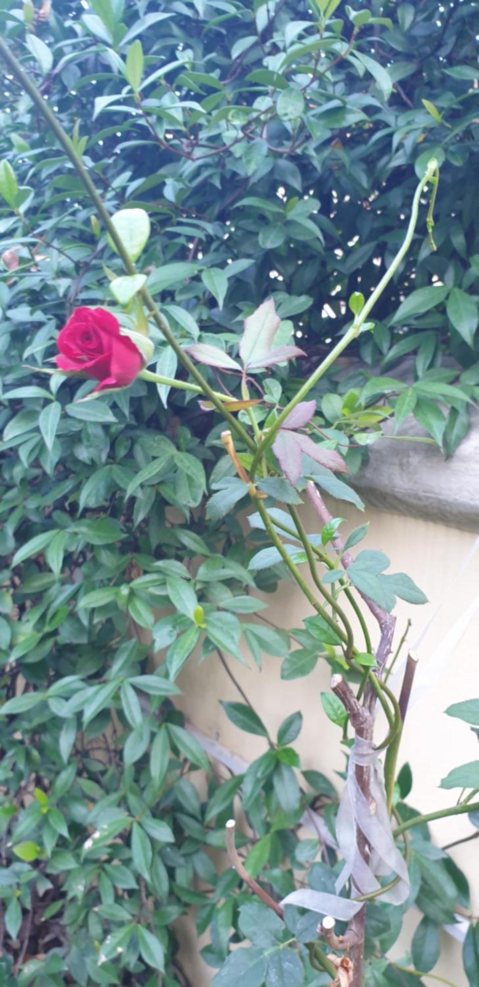 Relais Villa Montedonzelli Νάπολη Εξωτερικό φωτογραφία